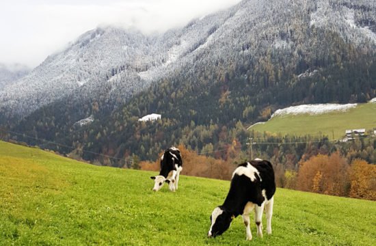 pechererhof-fiè-allo-sciliar-alpe-di-suisi-alto-adige -(2)