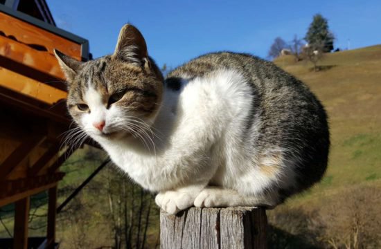 Urlaub am Bauernhof - Pechererhof in Voels am Schlern / Südtirol 1